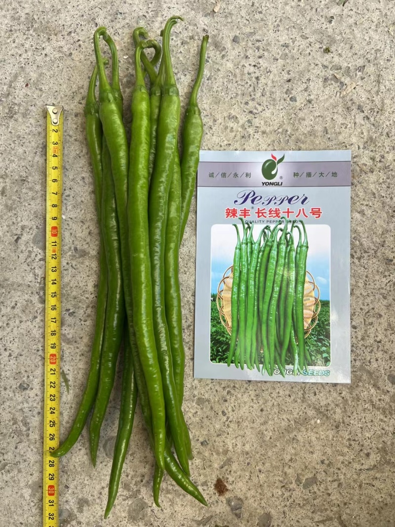 杂交线椒种子早中熟丰产商品率高抗性强软皮香辣光滑顺直