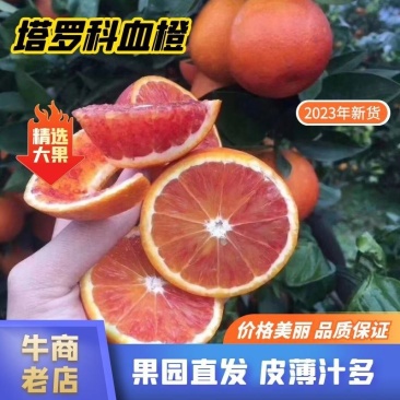 四川资中塔罗科血橙大量上车皮薄多汁价格美丽产地直发
