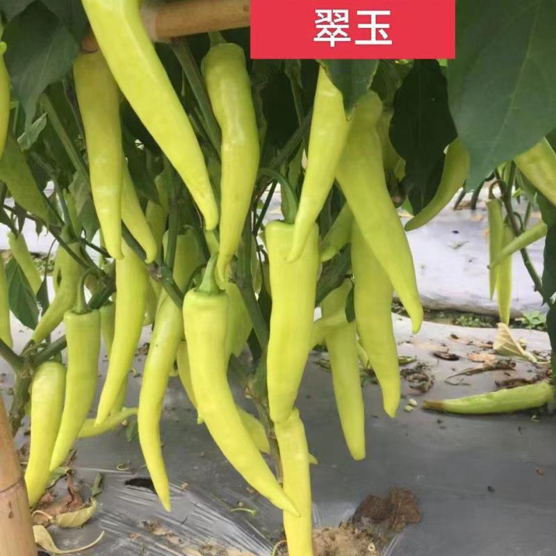 一代杂交早熟辣椒种子果黄白色肉厚产量高抗热性强淹酸加工