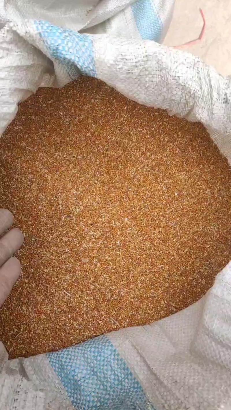 山西晋中一手货源黄小米，对接全国市场，量大从优，欢迎釆购