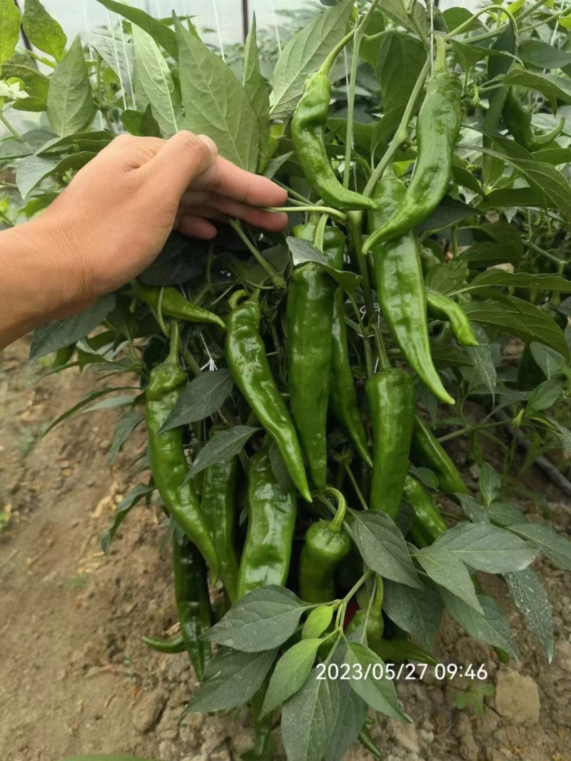 早熟杂交辣椒种子大果坐座果率高青椒红椒均可销售大田用种