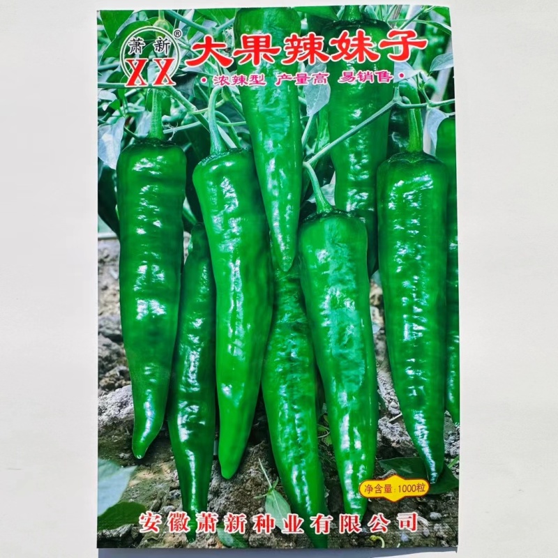 早熟杂交辣椒种子大果坐座果率高青椒红椒均可销售大田用种