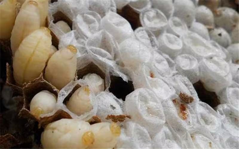 蜂蛹山东优质大蜂蛹，生货大量供应品质保障可视频看货