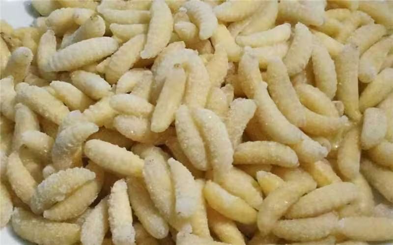 蜂蛹山东优质大蜂蛹，生货大量供应品质保障可视频看货