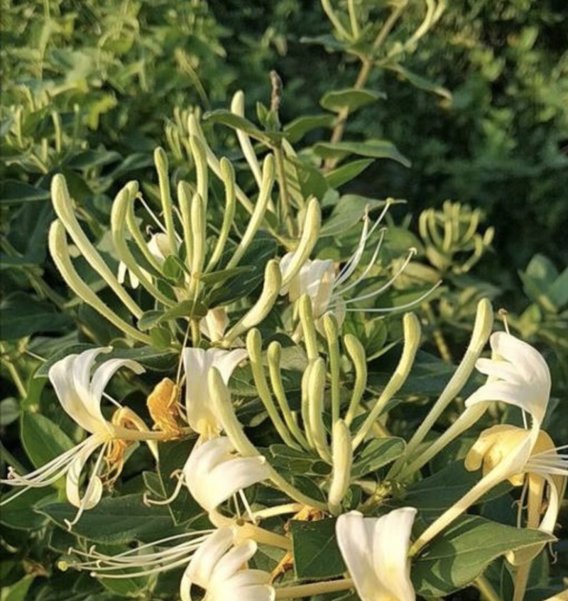 精品金银花，天然蒸晒，包邮价，亏本处理，量大从优