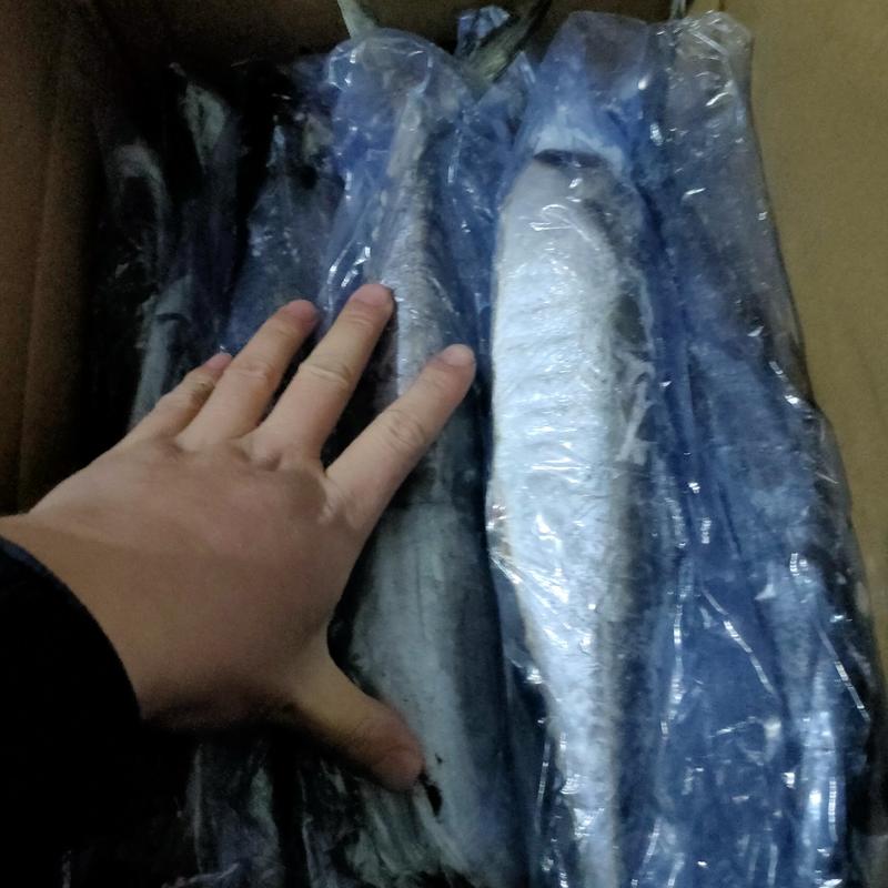 鲅鱼马鲛鱼单条一斤多9块一斤批发新鲜速冻量大批发