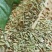 优质小茴香常年供应无中间商可视频看货欢迎咨询