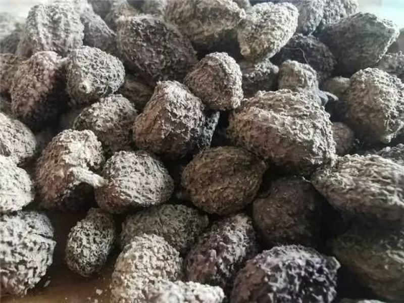 【推荐】砂仁无硫干净无杂新货货源充足量大从优欢迎来电