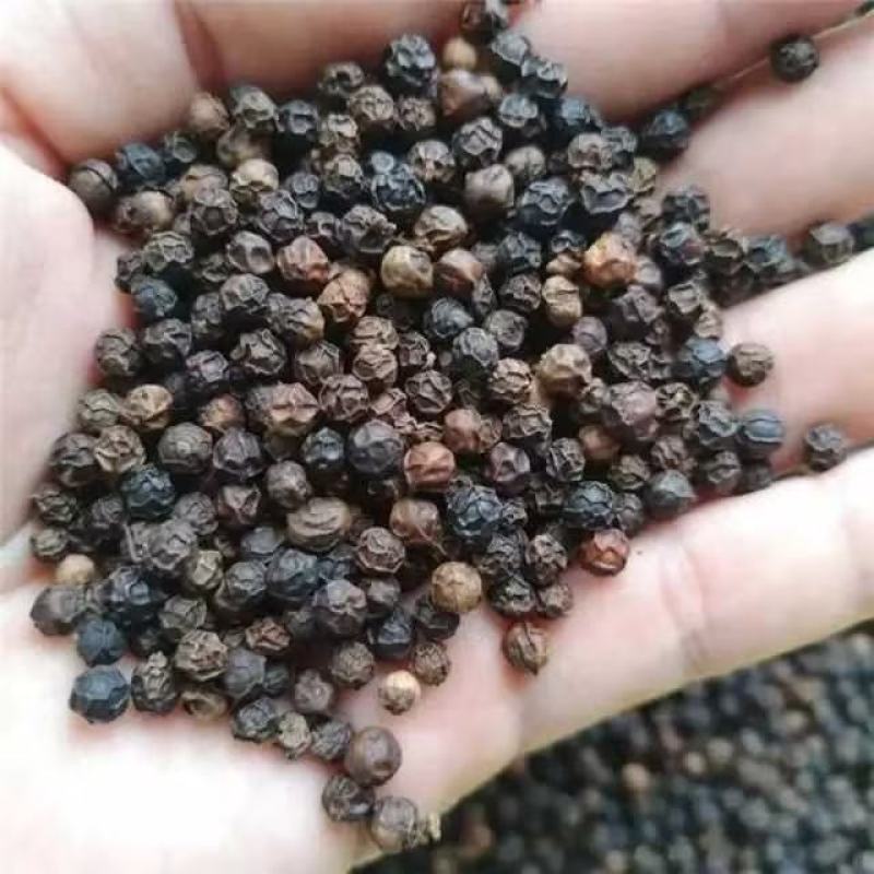 重庆胡椒大量上市品质保证产地发货一手货源欢迎联系