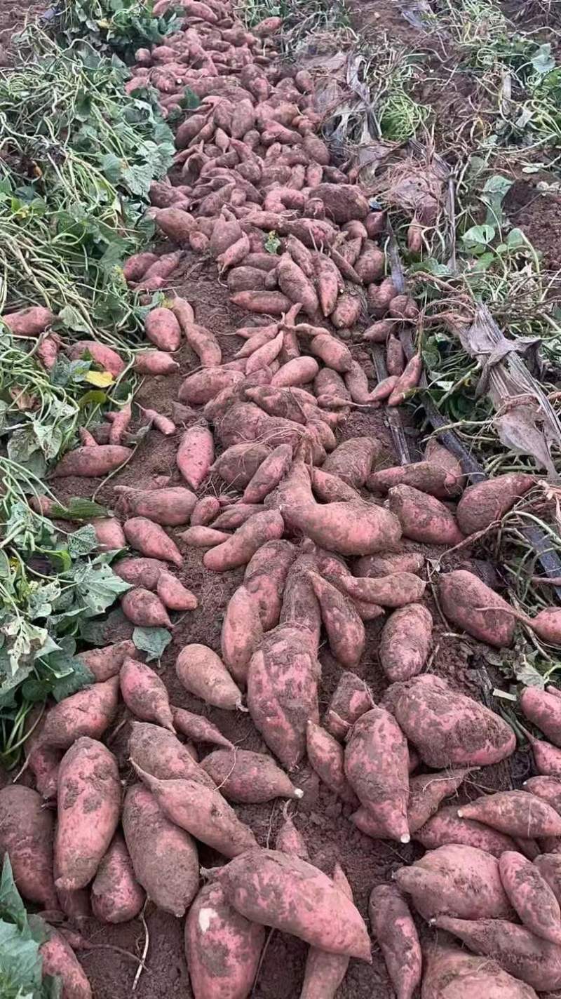 降低跳楼价龙薯九大型库出货按需发货到货无忧欢迎老板