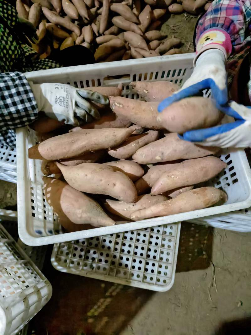 降低跳楼价龙薯九大型库出货按需发货到货无忧欢迎老板