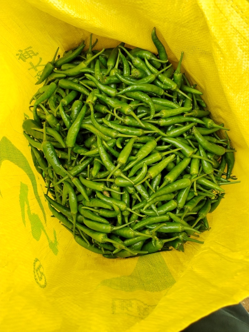 樟树港辣椒软香辣椒，湖南特色食材。全年供应。