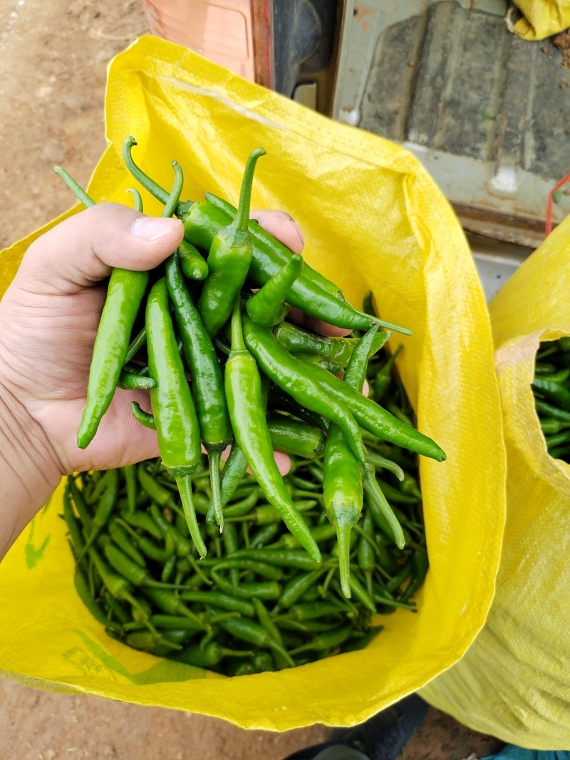 樟树港辣椒软香辣椒，湖南特色食材。全年供应。