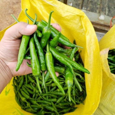 樟树港辣椒软香辣椒，湖南特色食材。全年供应。