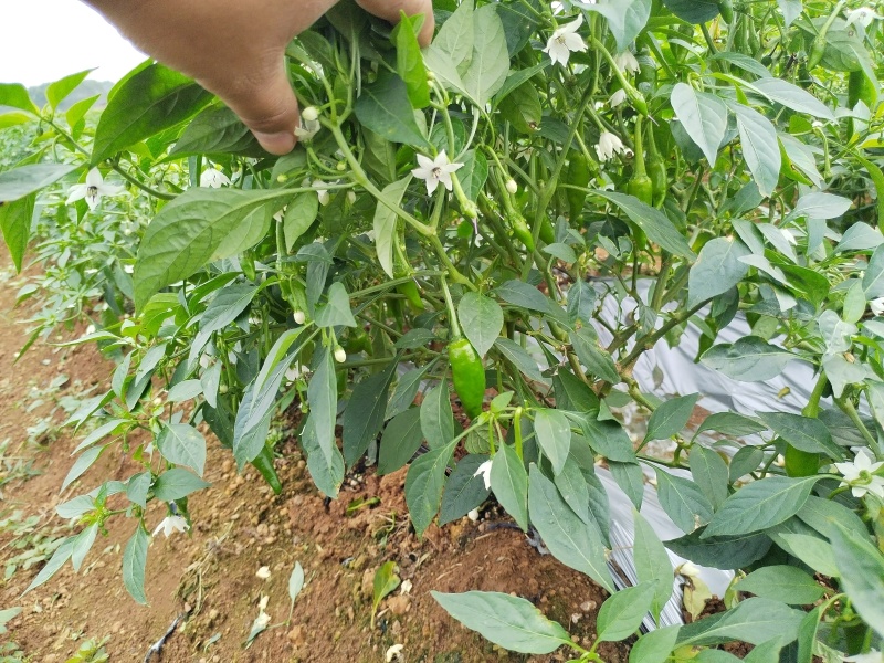 樟树港辣椒软香辣椒，湖南特色食材。全年供应。