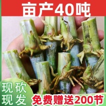 无毛大叶甜象3号耐寒巨菌草皇竹草牧草王四季种节养牛羊专