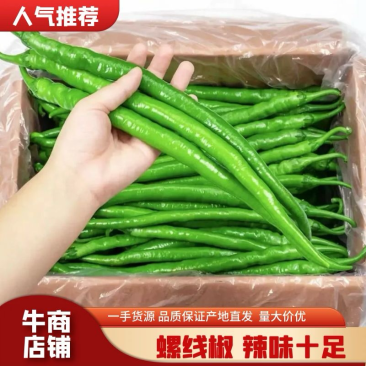 【精品】螺线椒广东徐闻鲜辣椒品种齐全发全国有需详谈看货