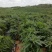 【HOT】优质供货电商，五指毛桃苗，广西钦州，货量充足
