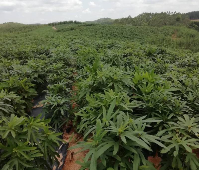 【HOT】优质供货电商，五指毛桃苗，广西钦州，货量充足