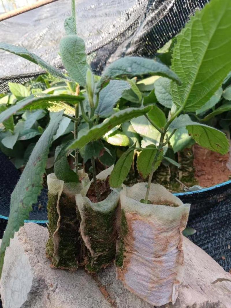 【HOT】优质供货电商，五指毛桃苗，广西钦州，货量充足