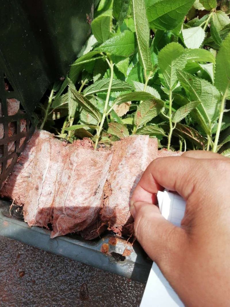 【HOT】优质供货电商，五指毛桃苗，广西钦州，货量充足
