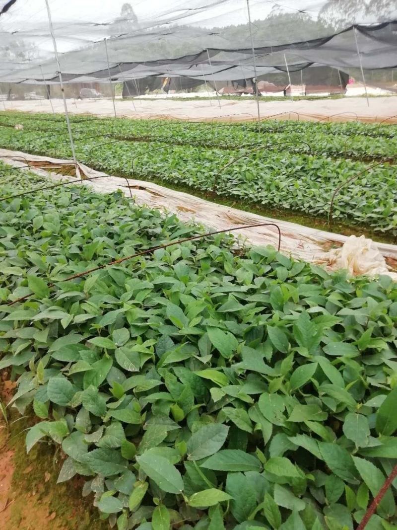 【HOT】优质供货电商，五指毛桃苗，广西钦州，货量充足