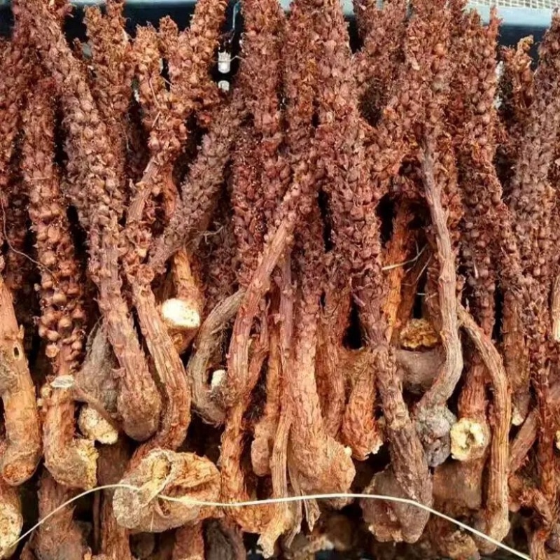 草苁蓉西藏产地直供质量保证一手货源量大优惠