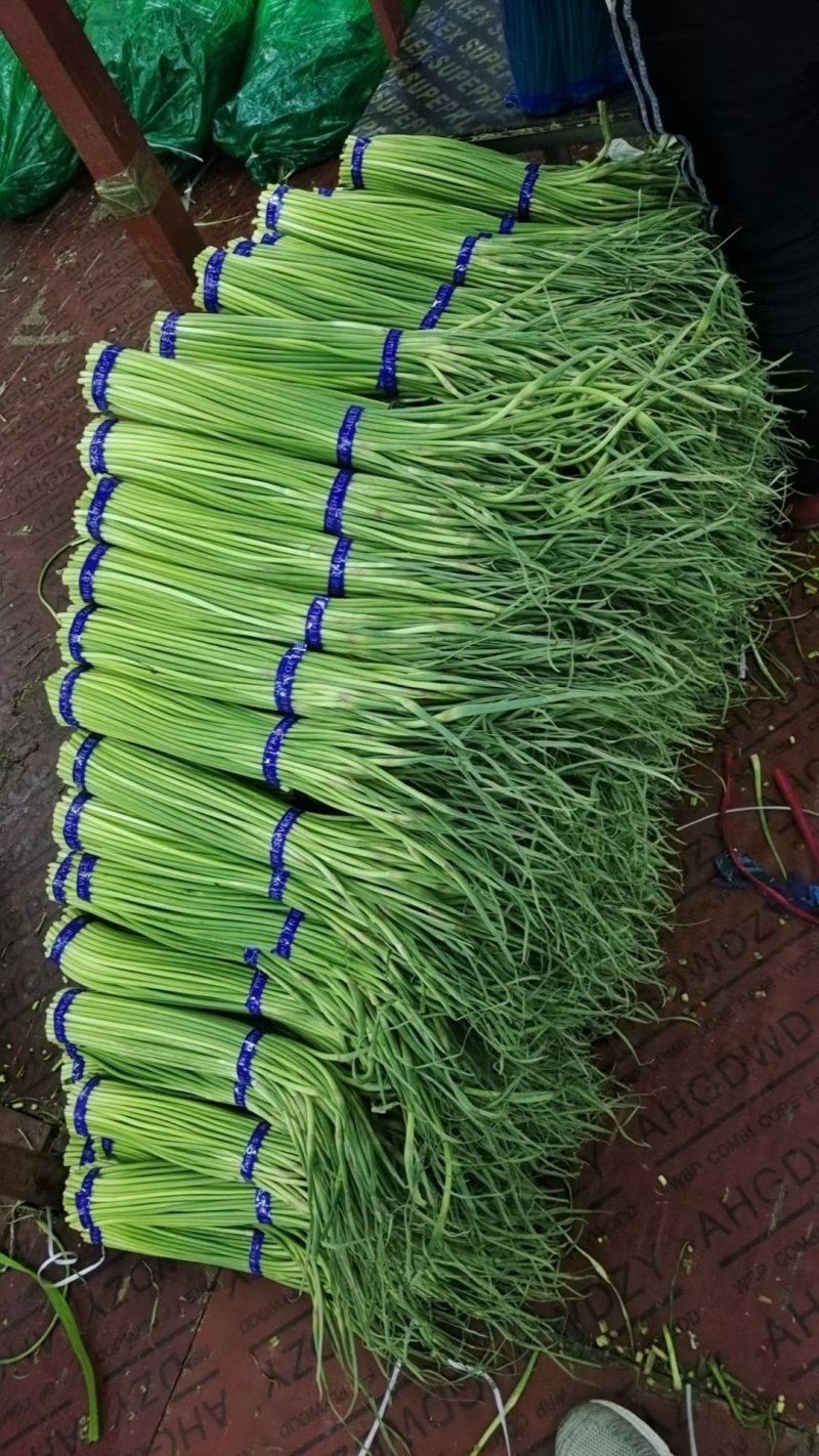 新鲜精品蒜苔，大量供应，电商，商超，市场