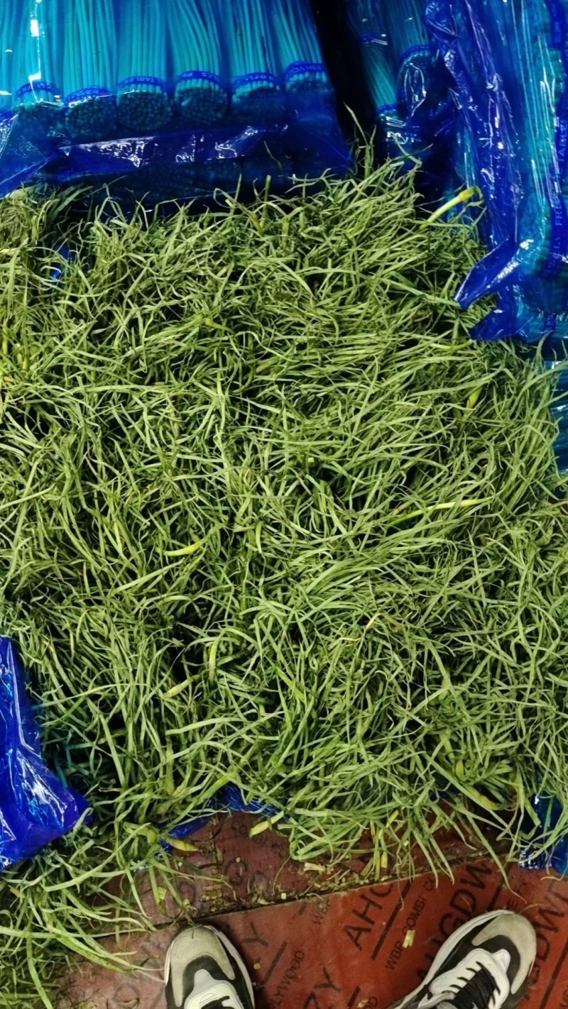 新鲜精品蒜苔，大量供应，电商，商超，市场