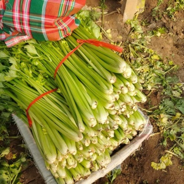 精选-法国皇后西芹芹菜山东淄博高青--50-70公分实心