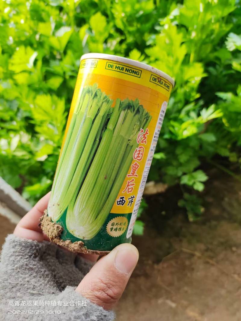 精选-法国皇后西芹芹菜山东淄博高青--50-70公分实心