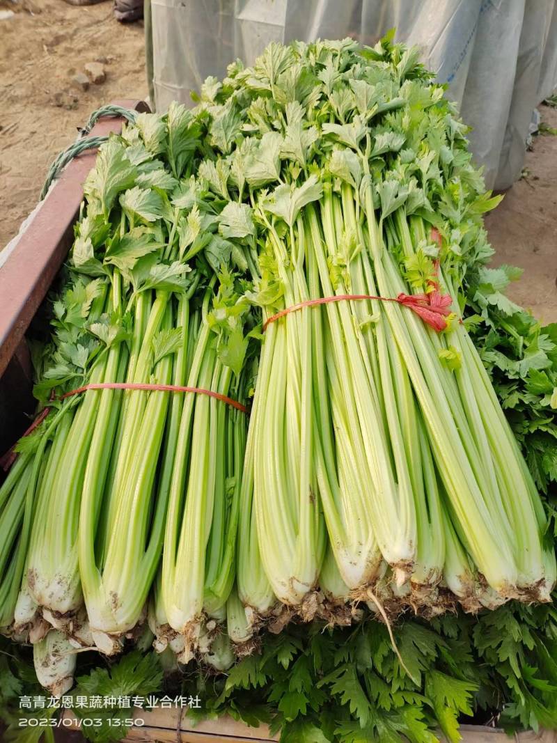 精选-法国皇后西芹芹菜山东淄博高青--50-70公分实心