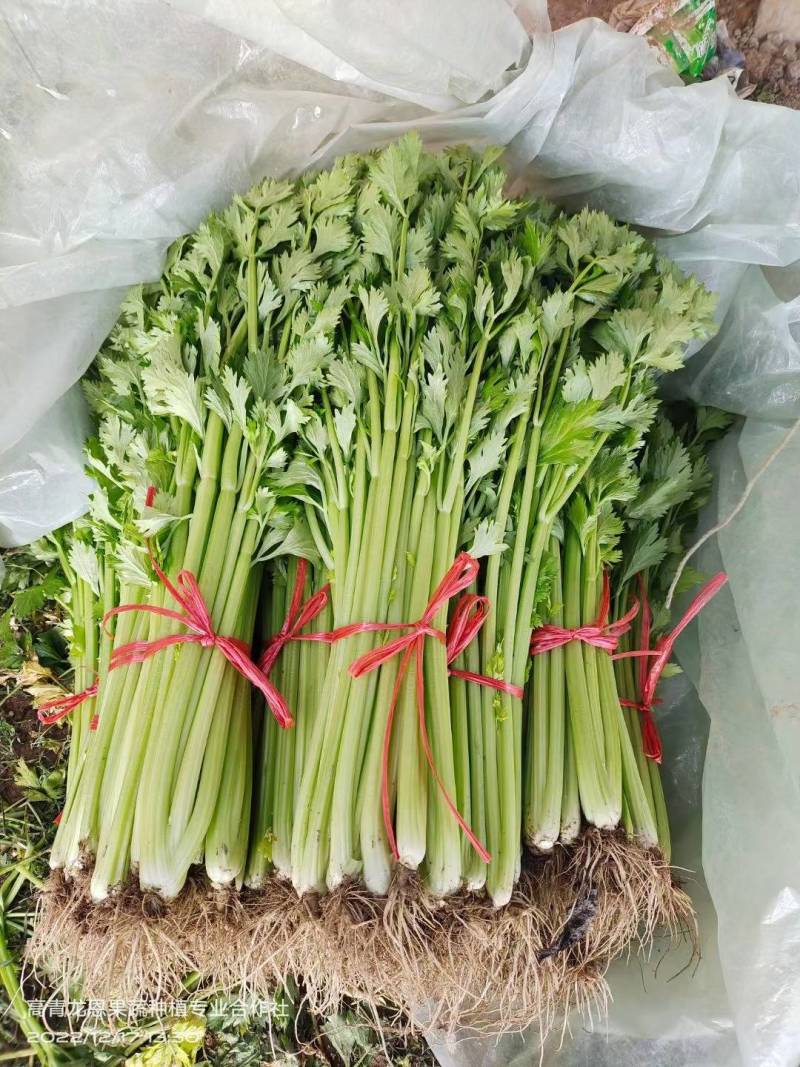 精选-法国皇后西芹芹菜山东淄博高青--50-70公分实心