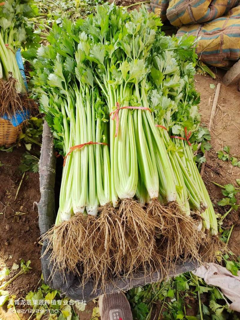 精选-法国皇后西芹芹菜山东淄博高青--50-70公分实心