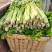 精选-法国皇后西芹芹菜山东淄博高青--50-70公分实心