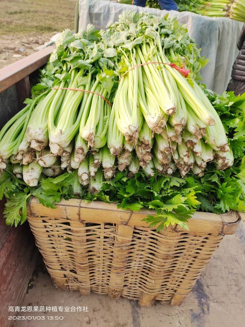 精选-法国皇后西芹芹菜山东淄博高青--50-70公分实心