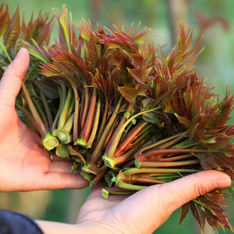 香椿现货香椿芽嫩芽红油春天菜乡村蔬菜新鲜当季香椿芽现货顺