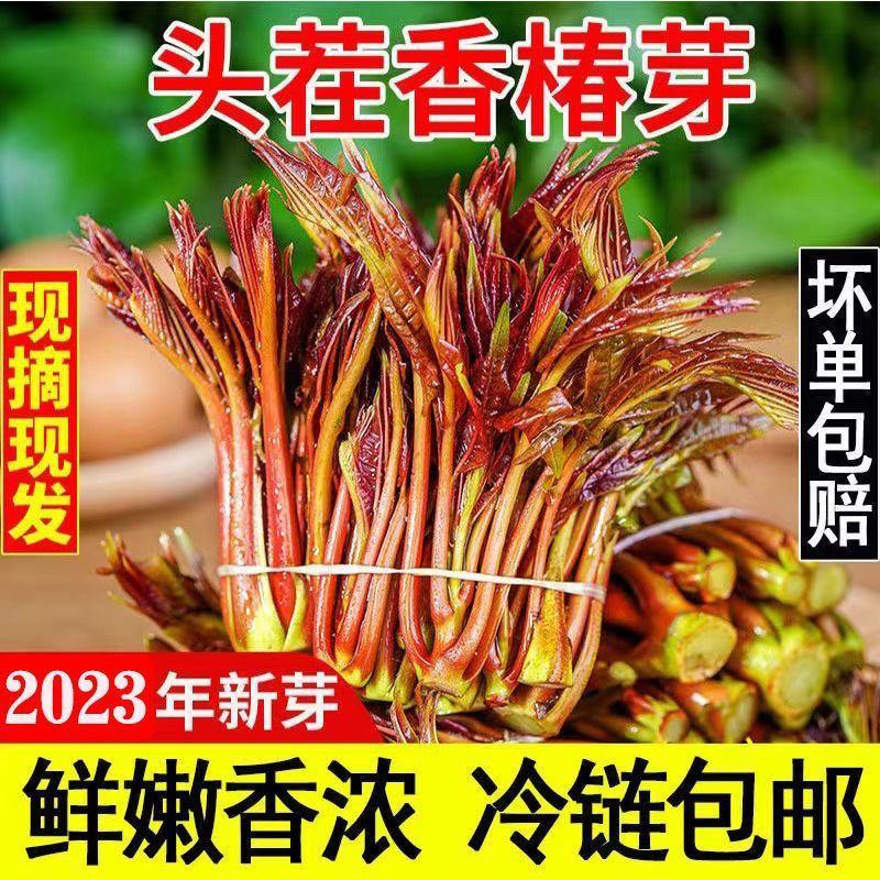 香椿现货香椿芽嫩芽红油春天菜乡村蔬菜新鲜当季香椿芽现货顺