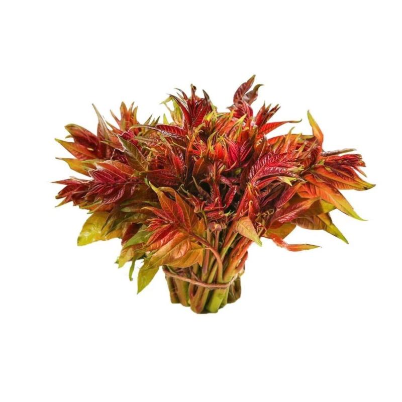 香椿现货香椿芽嫩芽红油春天菜乡村蔬菜新鲜当季香椿芽现货顺