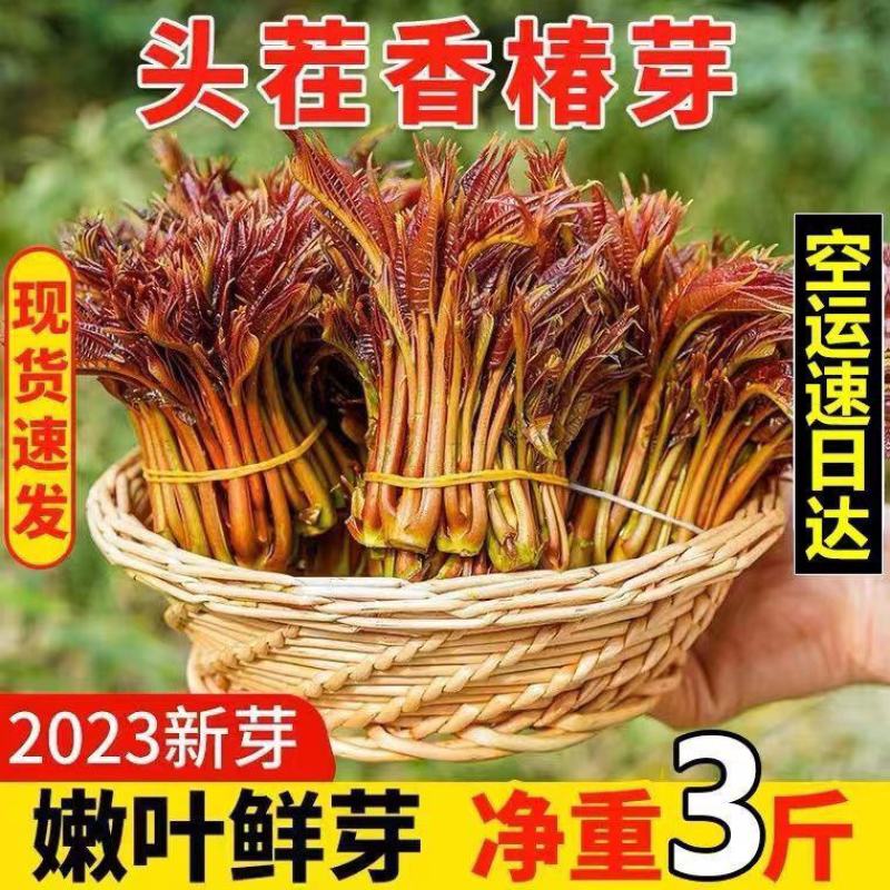 香椿现货香椿芽嫩芽红油春天菜乡村蔬菜新鲜当季香椿芽现货顺