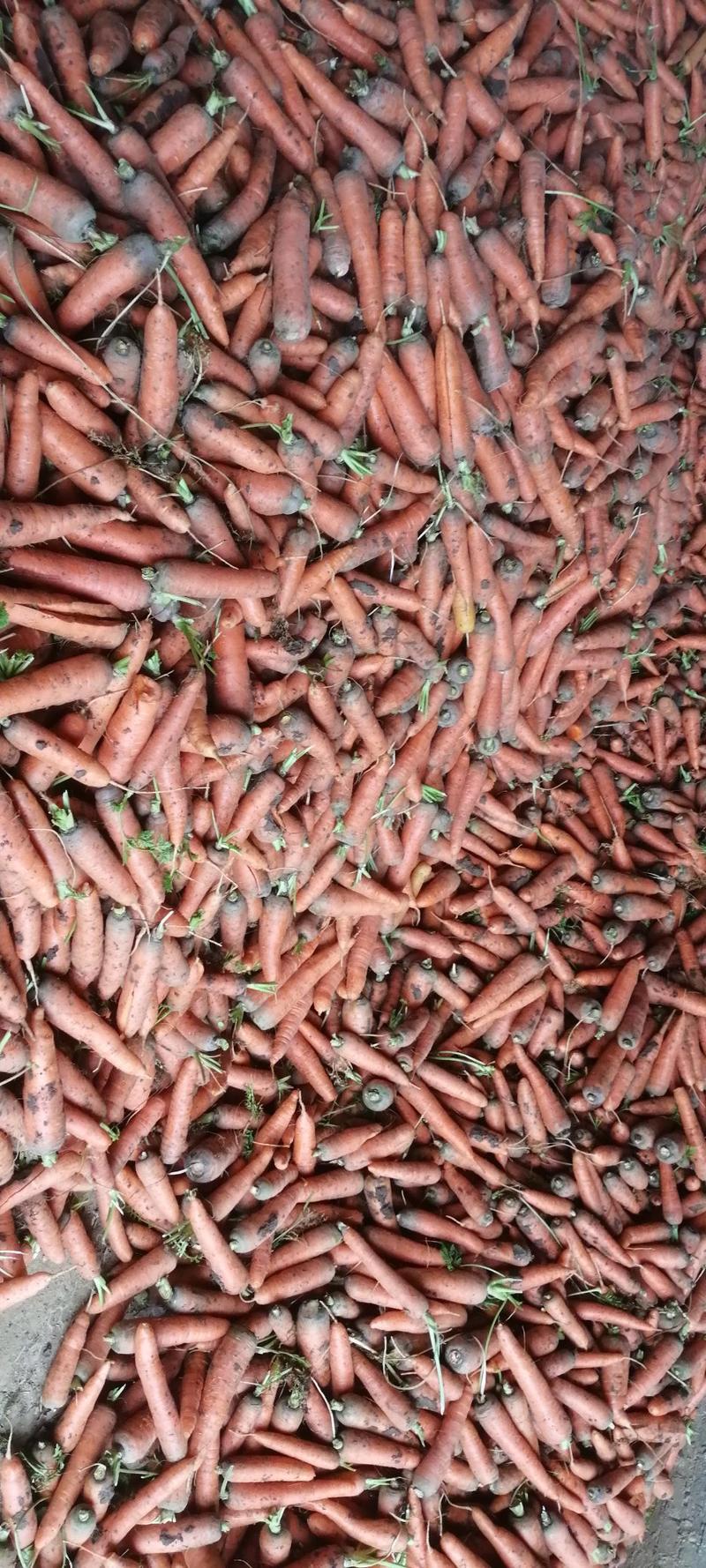 胡萝卜精品中条大量供应全国发货保证质量货源稳定持续年底