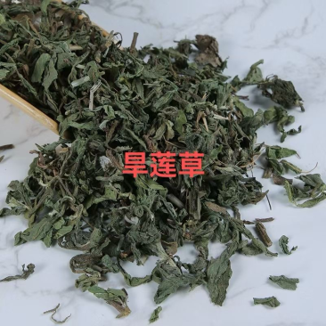 墨旱莲旱莲草野生