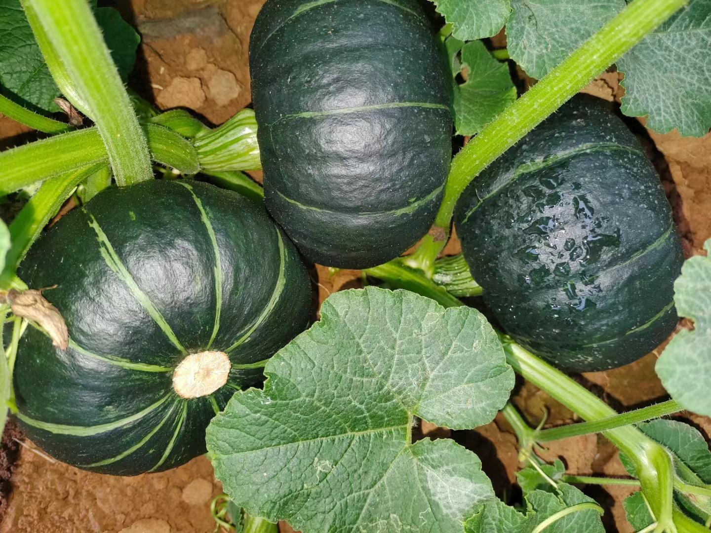 香芋南瓜与贝贝瓜对比图