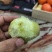正宗恩施富硒有机马尔科土豆有需要的和我联系