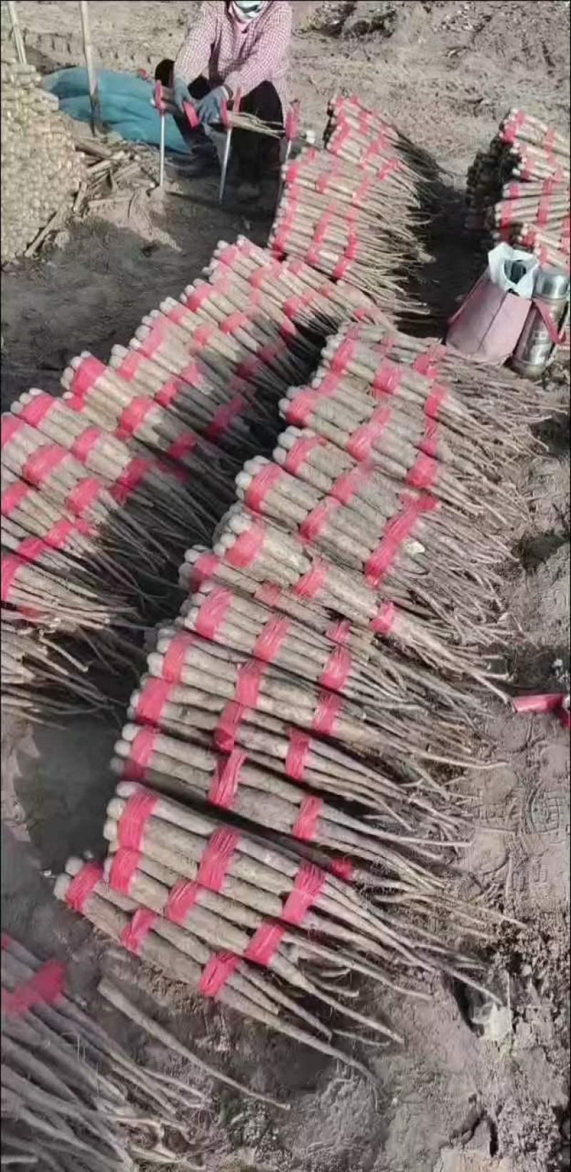 河北双棒山药多规格可选，货源充足，诚信待人欢迎联系