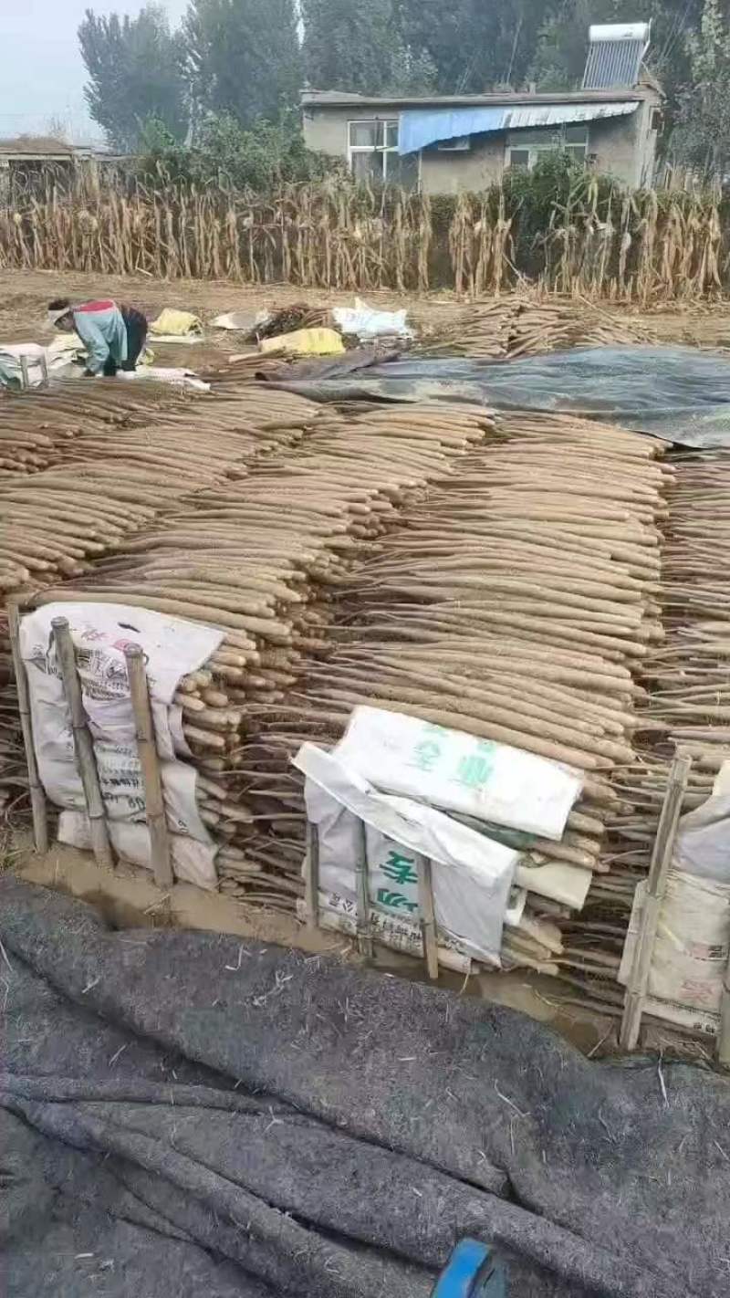 河北双棒山药多规格可选，货源充足，诚信待人欢迎联系
