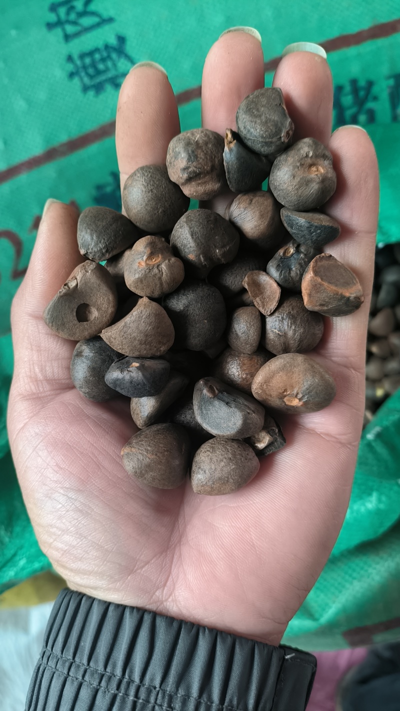 中小油茶籽