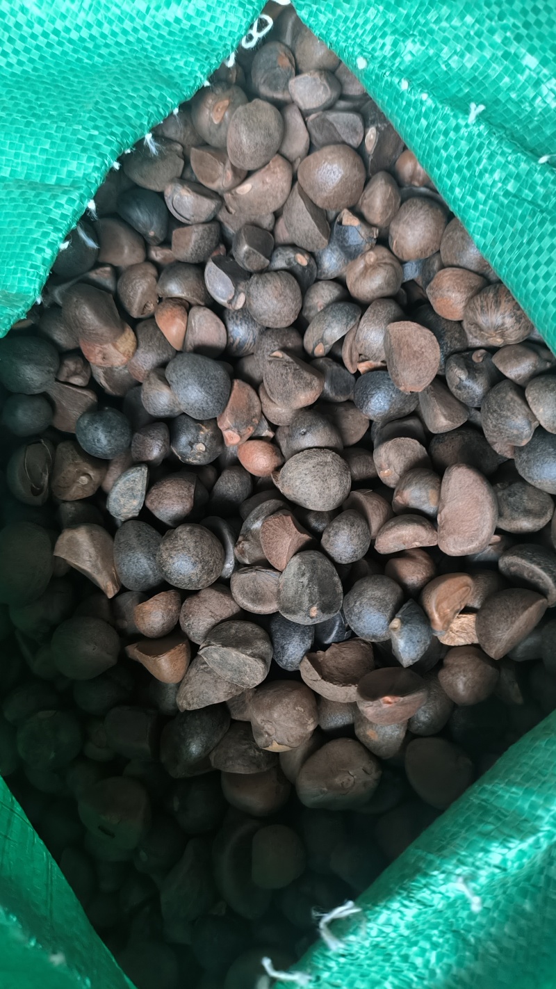 中小油茶籽