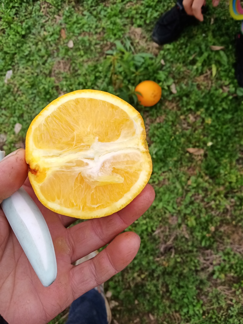 妞荷尔脐橙
