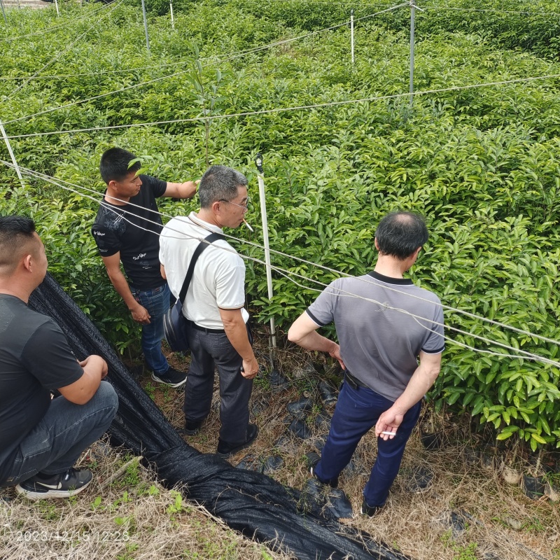 奇楠沉香苗嫁接苗杯苗，金丝油，糖结，西瓜叶等